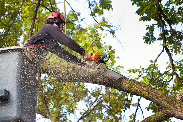 Best Professional Tree Care  in Lake Butler, FL